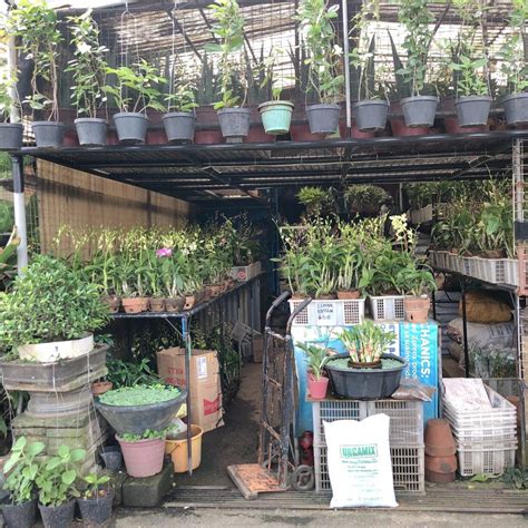 Plantmama Heaven at Farmers Garden Cubao.